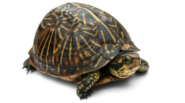 tortuga