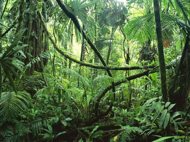 selva