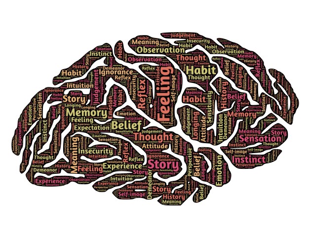 brain-544412