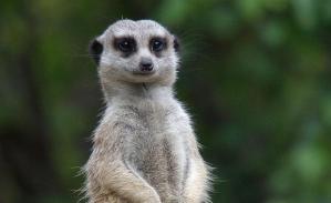 meerkat-MZ-animal-profile-web620_0